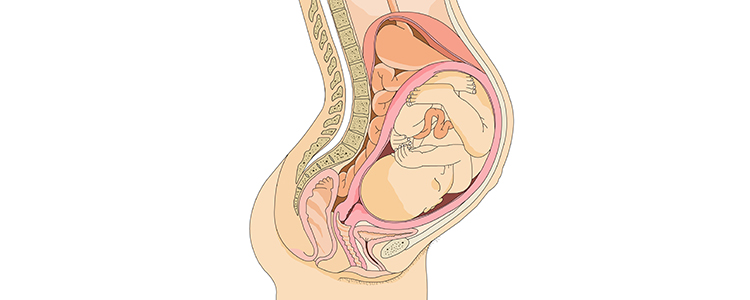 cervical2